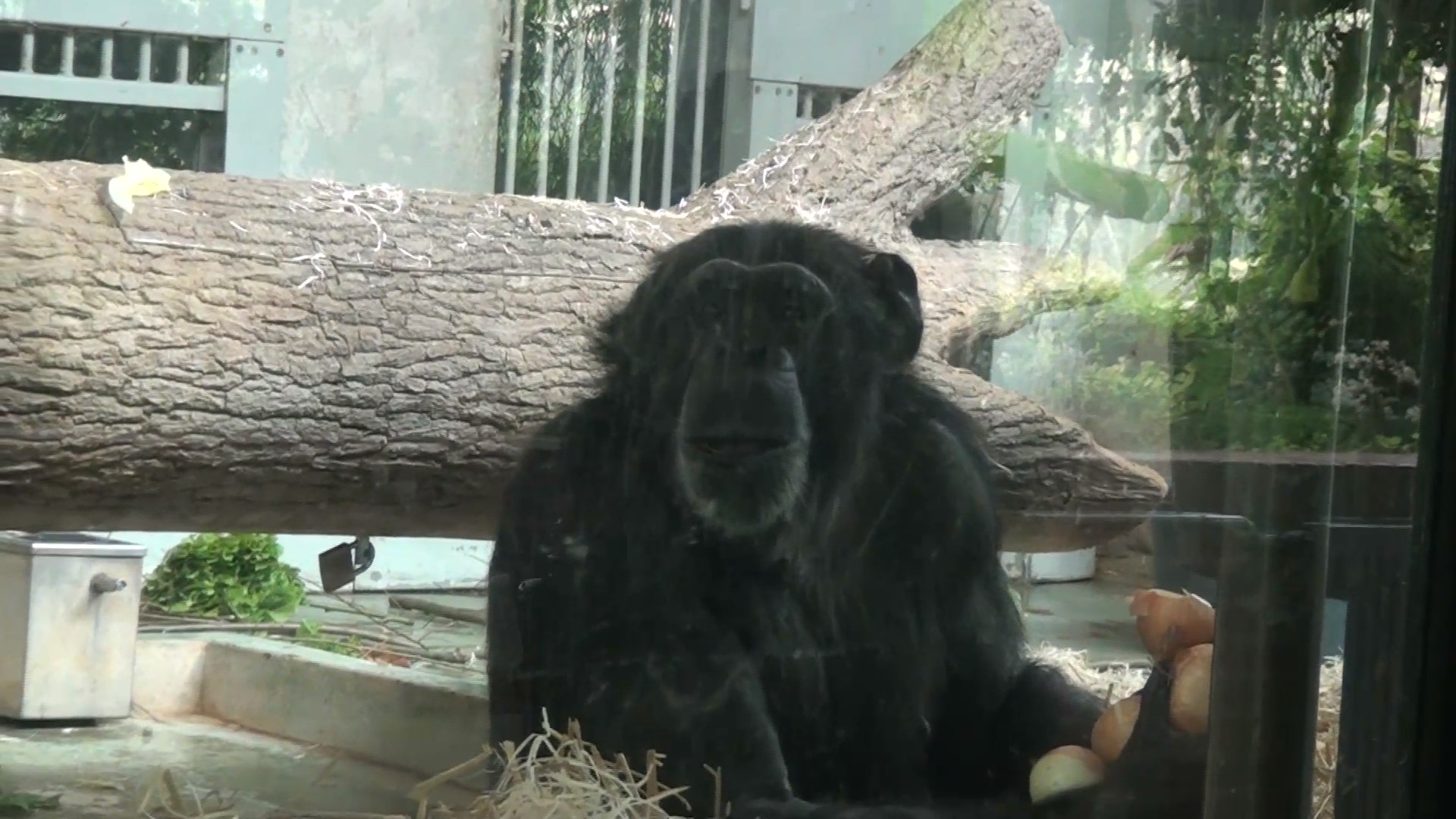 Chimpanzee eating many onions